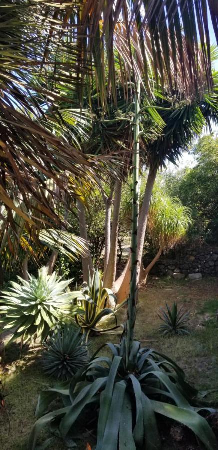 La Casita De La Vega Lejlighed Icod De Los Vinos Eksteriør billede