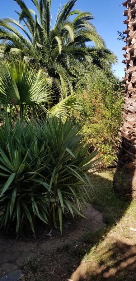 La Casita De La Vega Lejlighed Icod De Los Vinos Eksteriør billede
